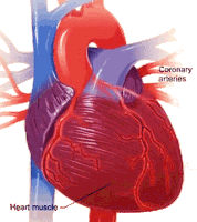 Corona Arteries Heart Muscle Sticker - Corona Arteries Heart Muscle Pumping Stickers