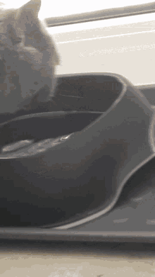 Hydrated Kitty GIF - Hydrated Kitty Cat GIFs