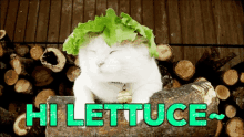 Lettuce Hi GIF - Lettuce Hi Hey GIFs