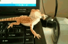 Hi Chipkali GIF - Funny Lizard Computer GIFs