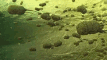 biology microbiology race bacteria biology microbiology race bacteria