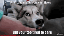 Flaws Gone To The Snow Dogs GIF - Flaws Gone To The Snow Dogs Gttsd GIFs