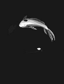 Yin Yang Coy Fish GIF - Yin Yang Coy Fish Peace GIFs