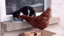 Cat Slap GIF - Cat Slap Chicken GIFs