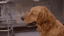 Dog Wipe Face GIF - Dog Wipe Face Sweat GIFs