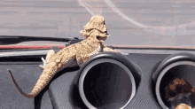 Traveling With Bearded Dragon On Car Cute GIF - Traveling With Bearded Dragon On Car Cute Lizard GIFs