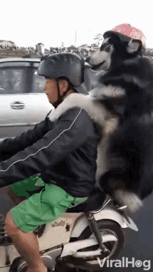 Viral Hog Viral Hog Videos GIF - Viral Hog Viral Hog Videos Dog And Owner Piggyback Motorcycle Ride GIFs