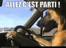 C'Est Parti GIF - Cest Parti Parti Dog GIFs