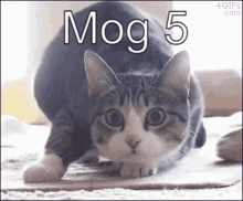 Mog Mog5 GIF - Mog Mog5 Rog GIFs