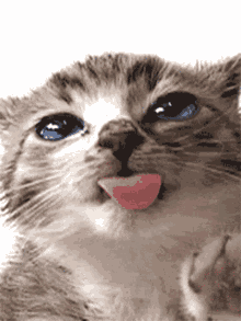 Licking Kitty GIF - Licking Kitty Bleh GIFs