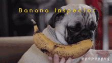 Pug Banana Inspector GIF - Pug Banana Inspector Dog GIFs