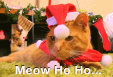Meow Ho Ho Orange Tabby GIF - Meow Ho Ho Orange Tabby Cat GIFs