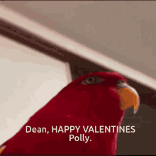 Dean Polly GIF - Dean Polly Valentines GIFs