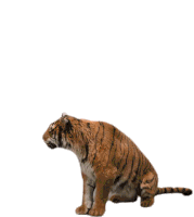 Tiger Roar Sticker - Tiger Roar Stand Up Stickers