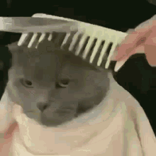 cat getting faded hair cut barber shop