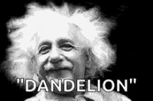 Dandelion Einstein GIF - Dandelion Einstein Wish GIFs