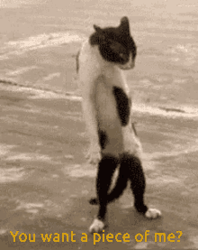 Funny Cat Funny Animal GIF - Funny Cat Cat Funny Animal GIFs