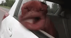 Dogs Lips GIF - Dogs Lips Funny Animals GIFs