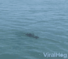 croc crocodile swimming in the wild viralhog