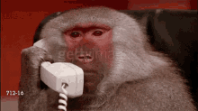 wait on the phone phone call monkey
