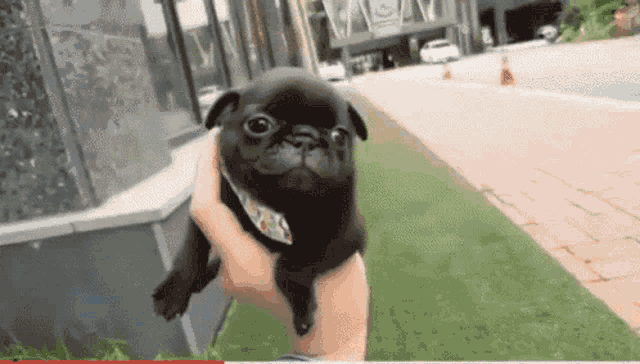Happy Pug Baby Pug GIF - Happy Pug Baby Pug Cute Pug - Discover &amp; Share GIFs
