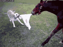 Horse Dog Fight GIF - Horse Dog Fight Horse GIFs