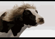 california happy cows california happy cows