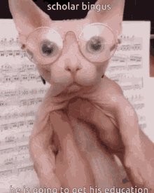 Bingus Binguscord GIF - Bingus Binguscord Sphynx Cat GIFs