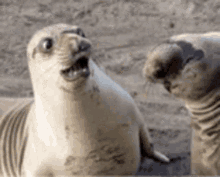 Surprised Animal GIF - Surprised Animal Seal GIFs
