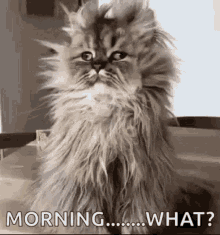 Morning Cat GIF - Morning Cat What GIFs