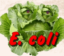 Ecoli Romaine Lettuce GIF - Ecoli Romaine Lettuce No Salad GIFs