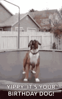 Its Your Birthday Happy Birthday GIF - Its Your Birthday Happy Birthday Dog GIFs