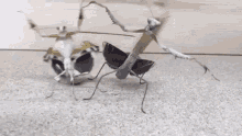 Gangster Insects House Of Pain GIF - Gangster Insects House Of Pain Back From The Dead GIFs
