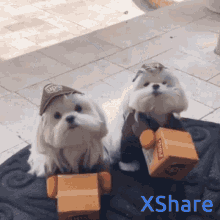 dog cute doggy dogs share
