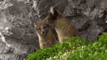 Look National Geographic GIF - Look National Geographic The Arctic Fox Looks For A Meal GIFs