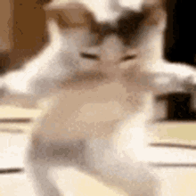 Catshakira Dance GIF - Catshakira Cat Dance GIFs