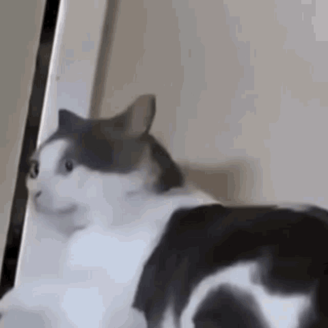 Cat Cats GIF - Cat Cats Crazy Cat - Discover & Share GIFs