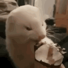 ferret ferrets ice ice cream cream