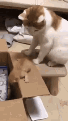 Cat Push GIFs | Tenor