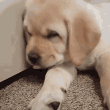 Sleeping Dog GIF - Sleeping Dog Golden Retreiver GIFs