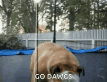 Funny Animals Bulldog GIF - Funny Animals Bulldog Bulldog Jumping GIFs