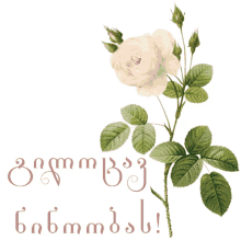 ninisjgufi rose %E1%83%9C%E1%83%98%E1%83%9C%E1%83%9D%E1%83%9D%E1%83%91%E1%83%90 ninooba