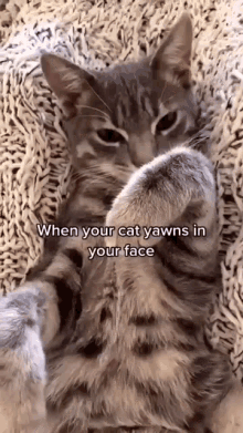 Cat Cute GIF - Cat Cute Yawn GIFs