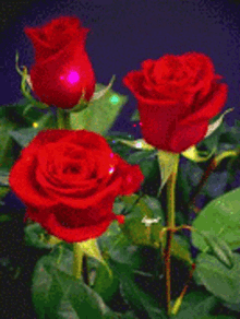 Flowers Rose GIF - Flowers Rose Bloom GIFs