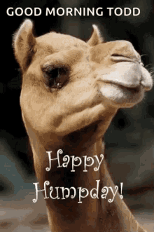 Greeting Happy Humpday GIF - Greeting Happy Humpday Camel GIFs