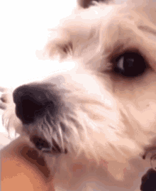 Dog Licking Funny Stare GIF - Dog Licking Funny Stare GIFs