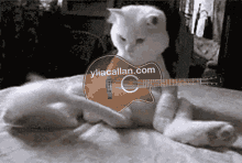 Funny Cats GIF - Funny Cats Funny Cat GIFs