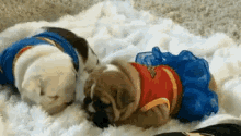 Puppy Love GIF - Puppy Love Bulldogs GIFs