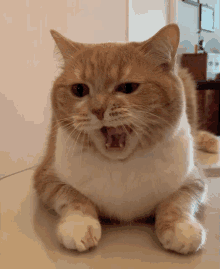 Cat Yawn GIFs | Tenor