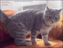 Cat Falling GIF - Cat Falling GIFs